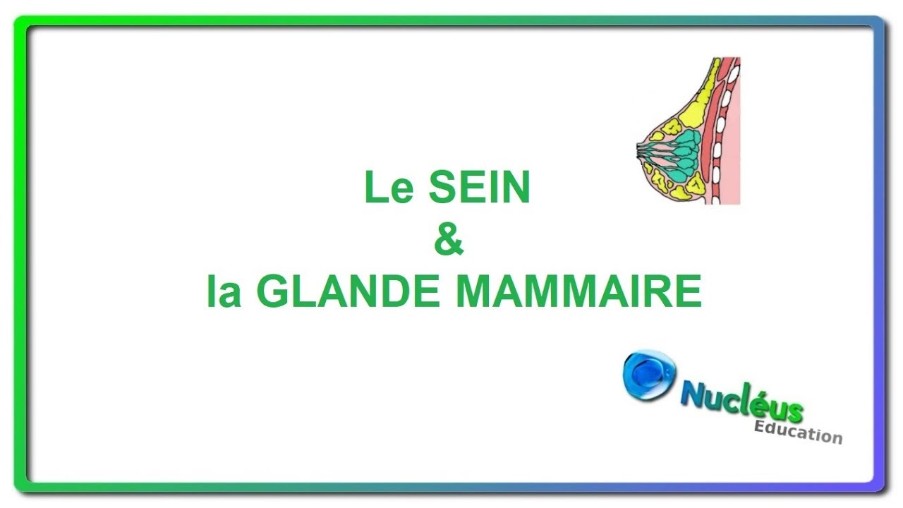Le sein et la glande mammaire